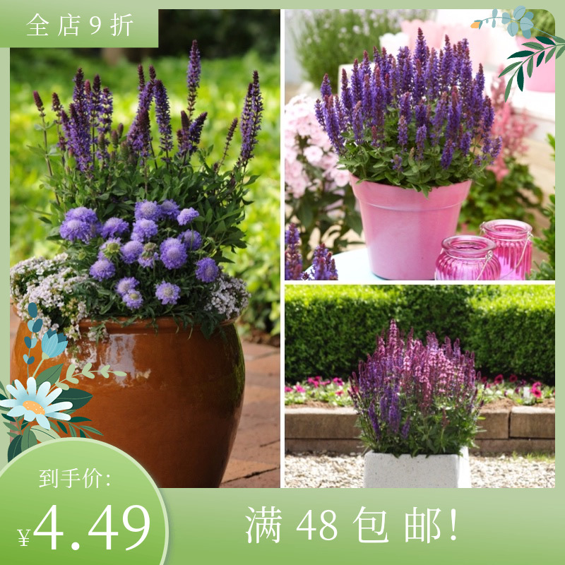 进口宿根鼠尾草种子 新篇章 New Dimension 庭院阳台盆栽花卉香草