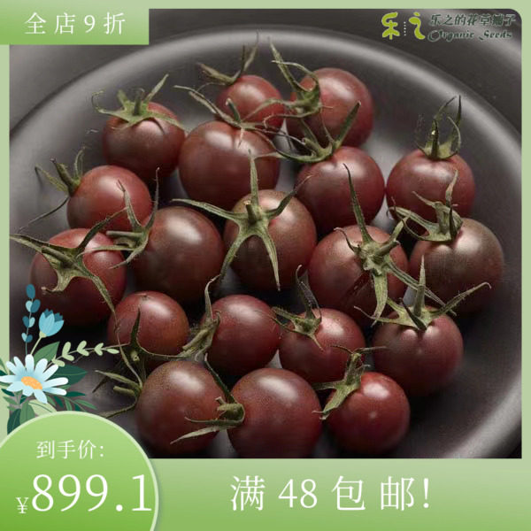 进口樱桃番茄种子 巧克力樱桃Tomato 小西红柿 阳台盆栽 水果花园