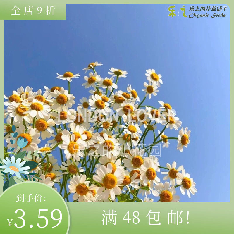德国进口罗马洋甘菊种子 切花重瓣洋甘菊盆栽花卉 果香短舌痞菊花
