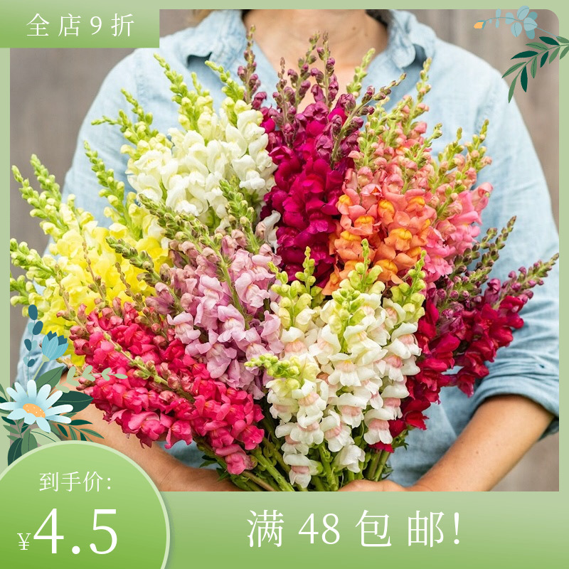 进口切花金鱼草种子合集 Snapdragon 四季阳台庭院盆栽花卉鲜花