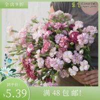 进口切花康乃馨种子 博尼戈纳 Carnation Benigna 香石竹多年生