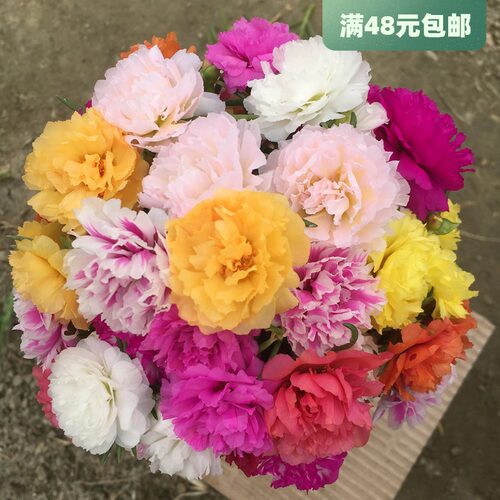 牡丹花的种子