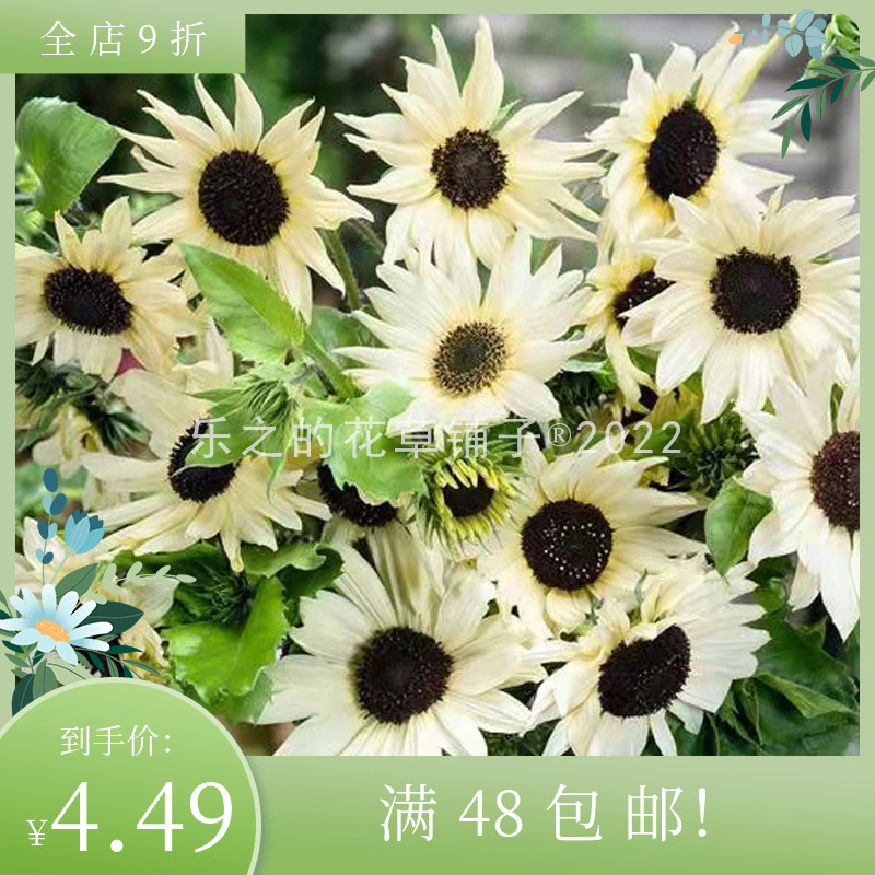 进口分支型向日葵种子合集意大利白香草柠檬冰白月光佛罗伦萨耐热