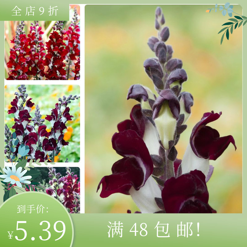 进口金鱼草种子 昼夜 Snapdragon 四季阳台盆栽鲜花装饰 芳香
