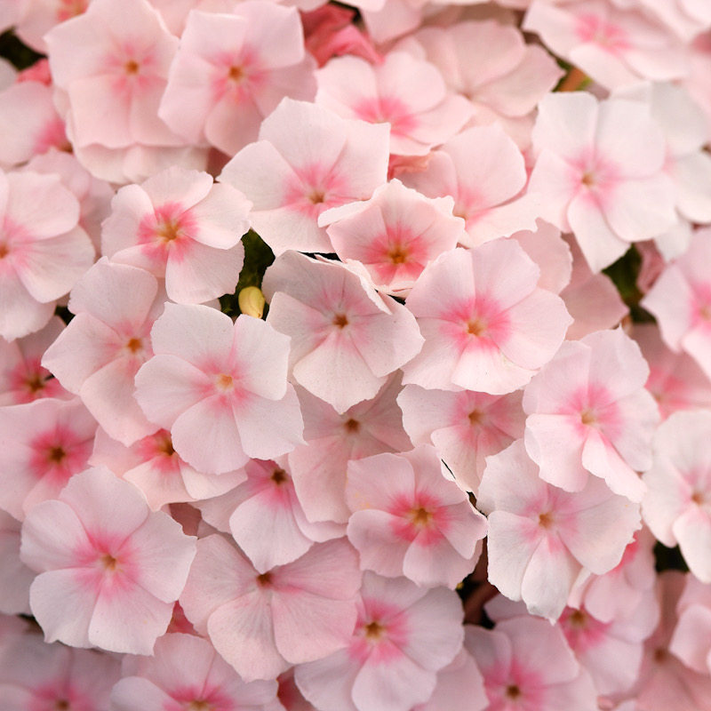 进口矮生福禄考种子 爱诗鲑红色 Ethnie Salmon 情歌柔粉色盆栽