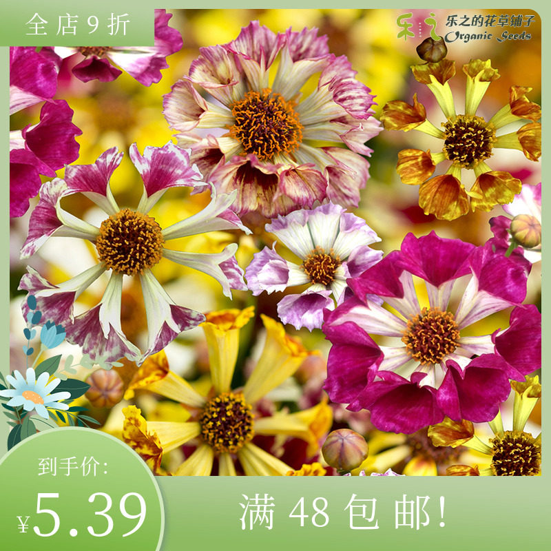 进口切花型金鸡菊种子 海贝壳混色 耐热盆栽型庭院花卉喇叭状花瓣