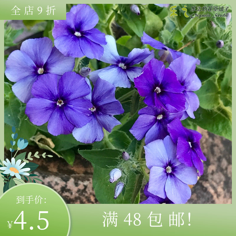 进口福禄考种子 穆迪蓝调 Moody Blues 四季阳台盆栽鲜切花