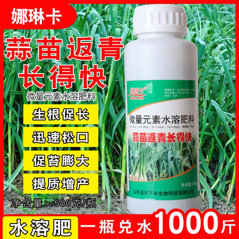 蒜苗返青长得快大蒜苗专用水溶肥大蒜叶面肥生根壮苗快速抽苔松口