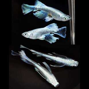 观背青鳉   匠鱼 天使之翼  纯青鳉鱼卵鱼苗种鱼锦鲤冷水观赏鱼