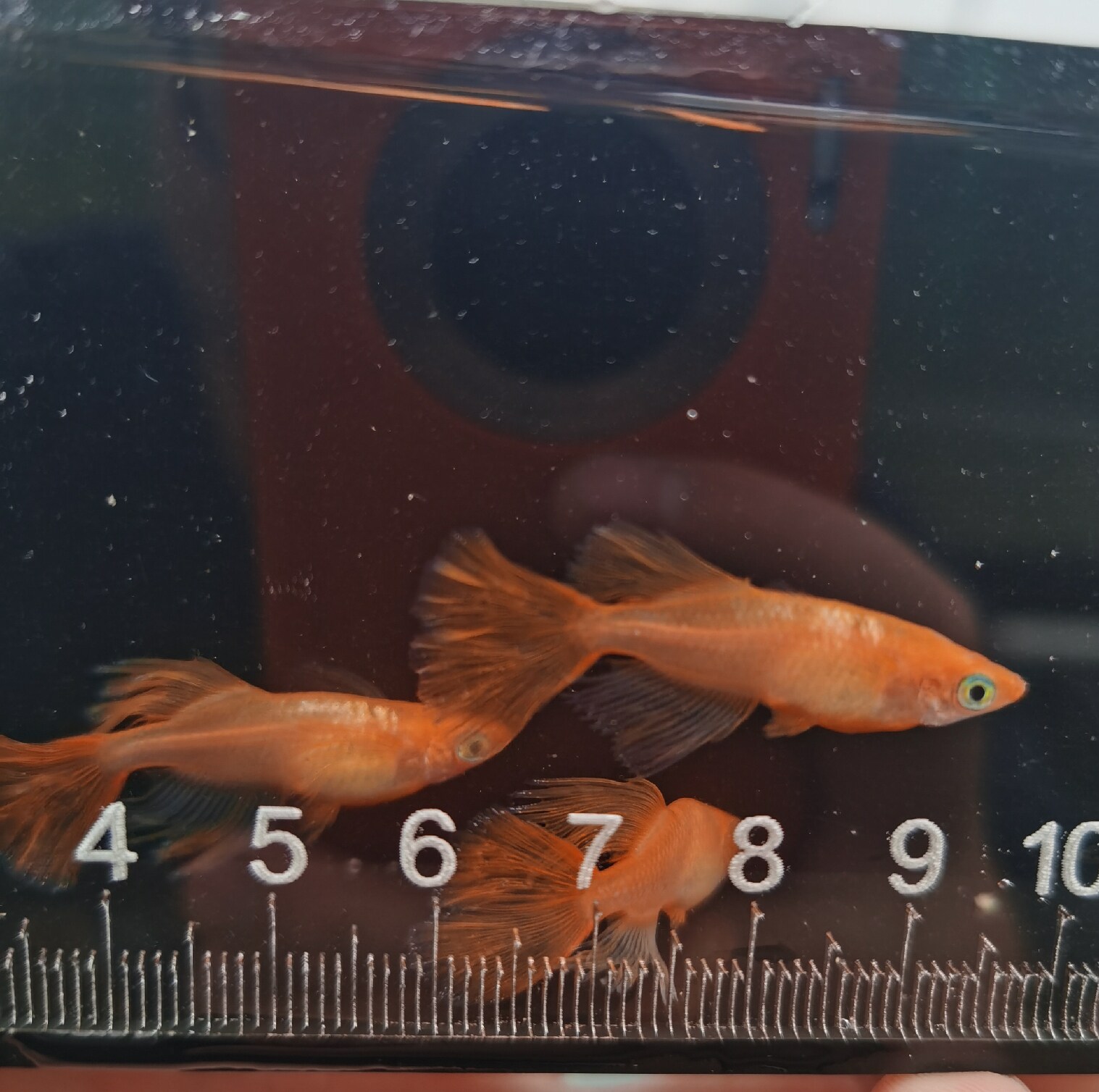 观背青鳉 匠鱼 贵妃半月 光体松井长鳍杨贵妃 鱼卵鱼苗成鱼冷水鱼