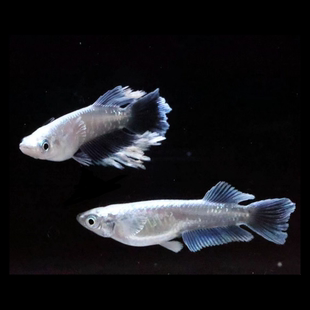 观背青鳉匠鱼 玛利亚宽鳍 青鳉鱼苗种鱼锦鲤冷水观赏鱼