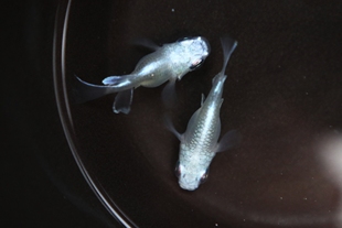 观背青鳉 球体干支 匠鱼 纯青鳉鱼卵鱼苗种鱼 锦鲤淡水冷水观赏鱼