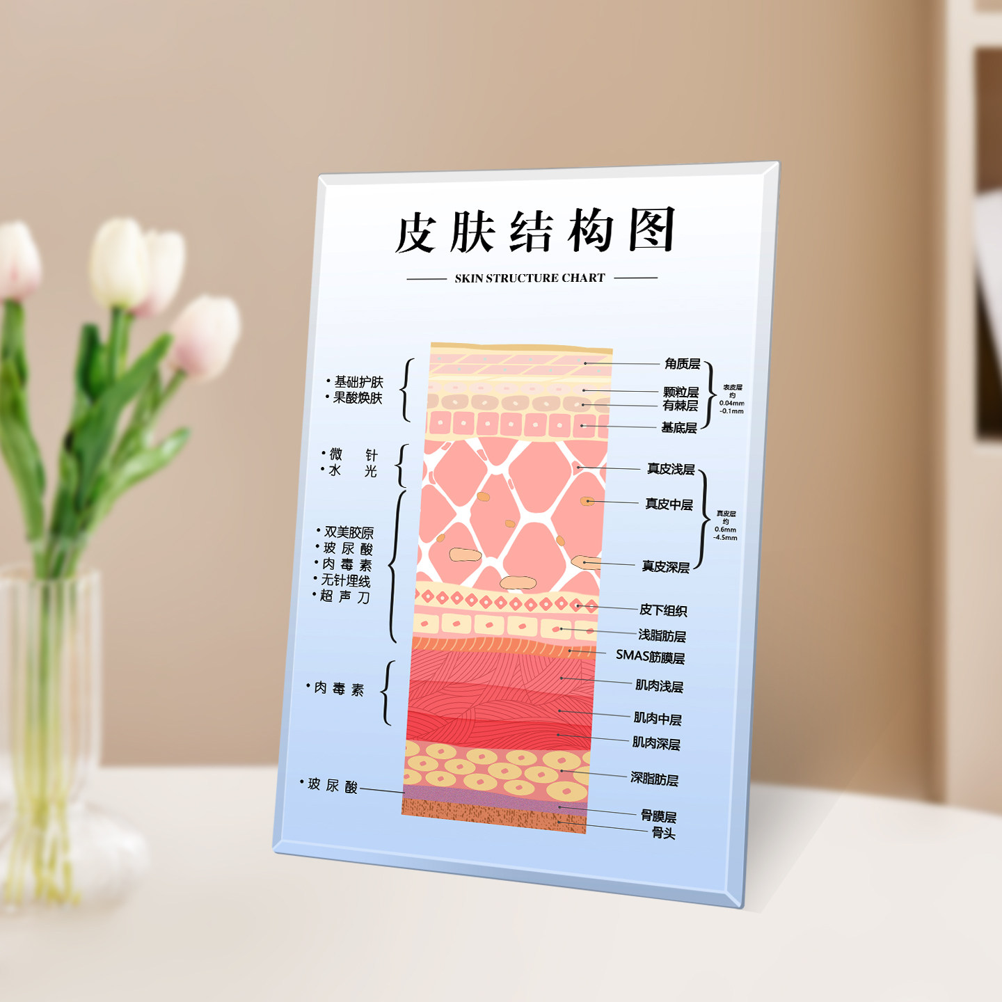 皮肤层次结构科普面诊咨询水晶相框面部管理美容院护肤店摆件摆台