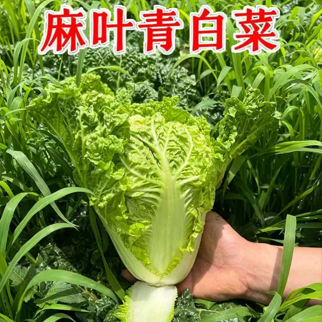 贵州高山农家麻叶青白菜现摘
