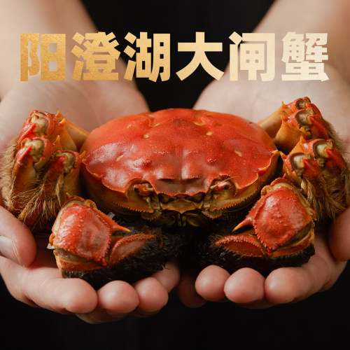 正宗阳澄湖大闸蟹裸重足量饱满