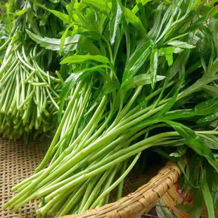 现摘藜蒿新鲜芦蒿野生洪湖泥蒿篱蒿湖北特产泥耗黎耗时令蔬菜包邮