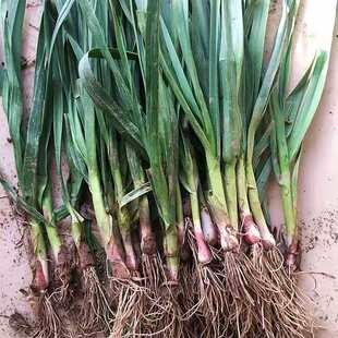 农家菜园自种香蒜苗回锅肉青蒜苗大蒜叶蔬菜蒜苗蔬菜1件3斤包邮