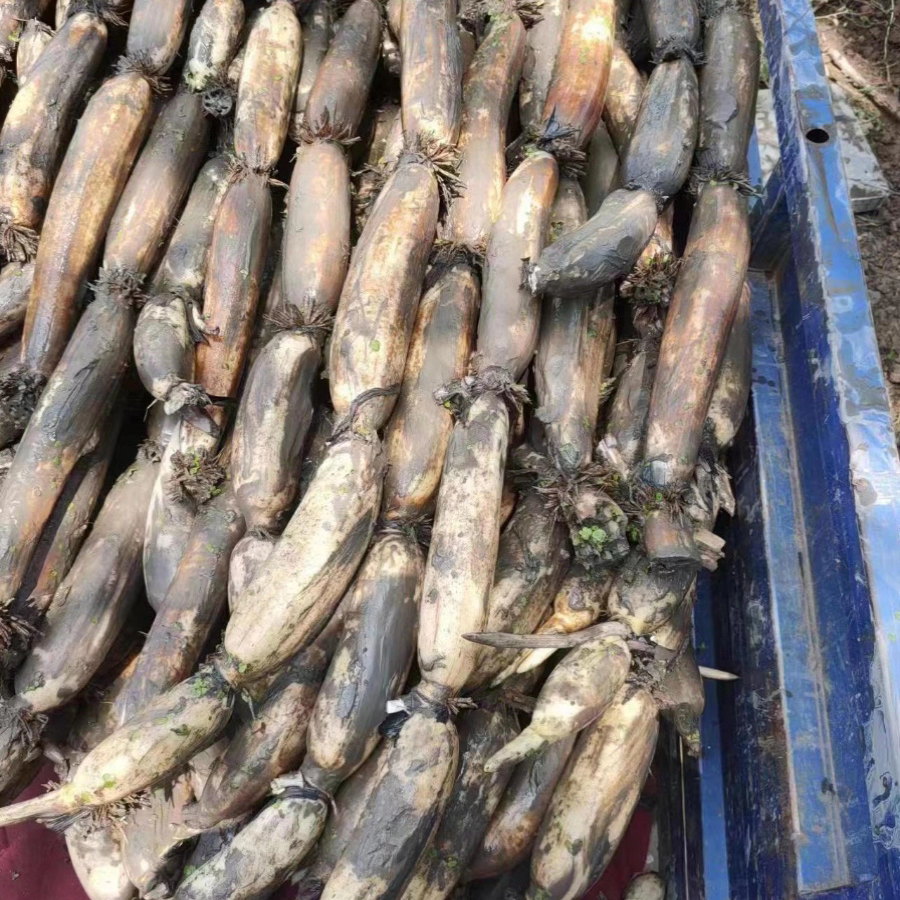 洪湖莲藕湖北特产新鲜粉藕煲汤粉糯炖汤藕糯米藕九孔藕野藕包邮