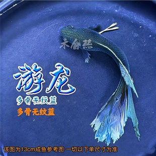 中国无纹蓝游龙斗鱼淡水活体冷水鱼耐活好养观赏小鱼免打氧菩萨鱼