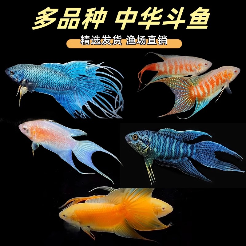 斗鱼观赏鱼活体耐活好养