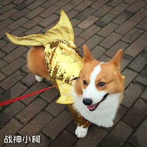 战神小柯 美犬鱼 锦鲤  狗狗美人鱼 独家原创狗狗衣服春夏宠物