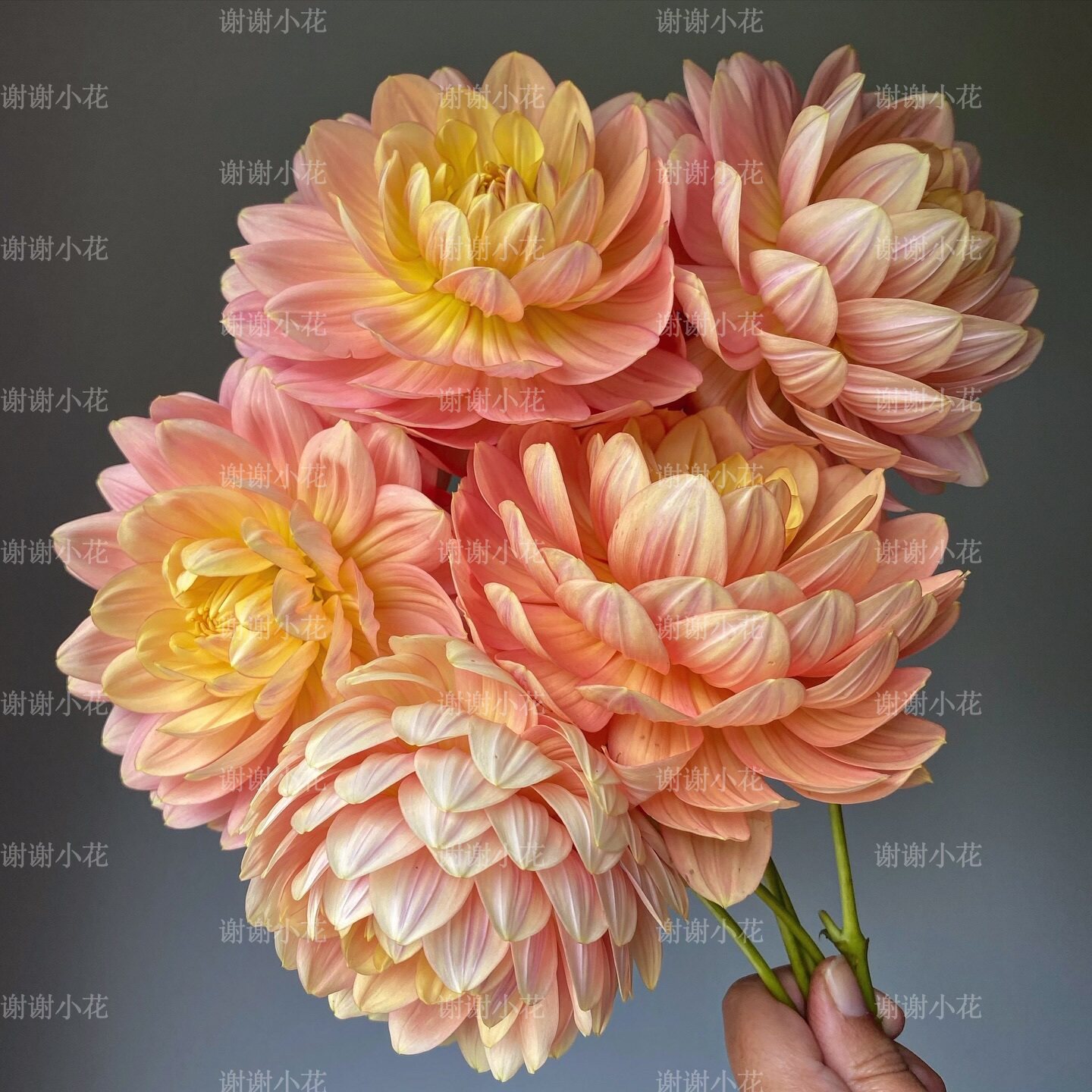 谢谢小花 大丽花 进口新品 多年生耐寒耐热花园盆栽植物切花好养