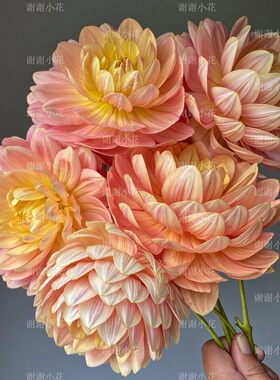 谢谢小花 大丽花 进口新品 多年生耐寒耐热花园盆栽植物切花好养