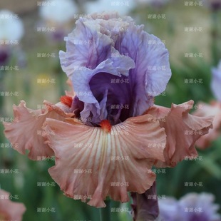 谢谢小花 多年生耐寒耐旱宿根好养花园阳台盆栽爆花植物 德国鸢尾