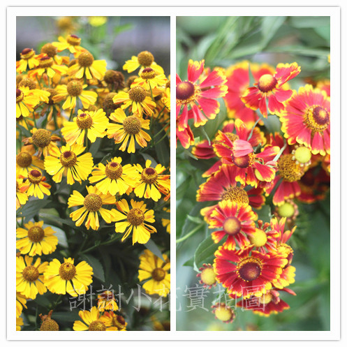 谢谢小花 宿根堆心菊 阳光 多色 多年生盆栽植物花园切花耐寒耐热