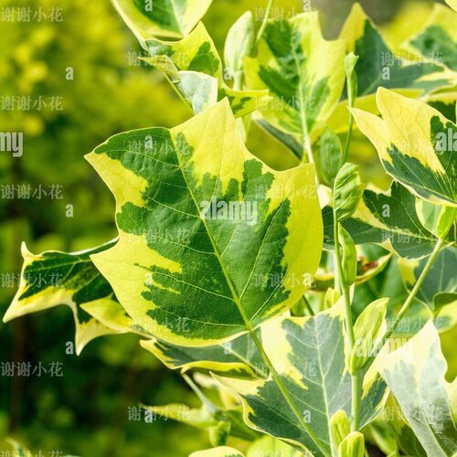 花叶鹅掌楸树花灌木花园多年生