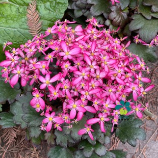 谢谢小花 大文字草 虎耳草山野草稀有花卉多年生耐寒耐阴盆栽植物