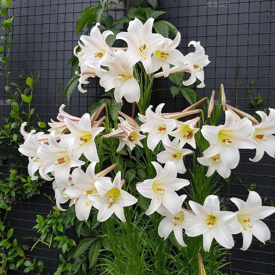 谢谢小花 台湾百合 高砂百合 多年生芳香 切花花园盆栽阳台植物