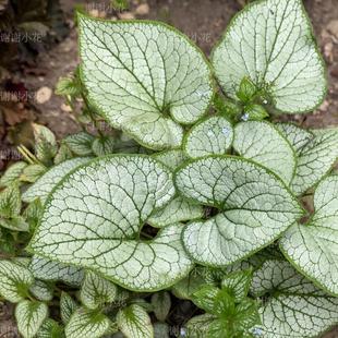 彩叶 假勿忘我 进口宿根多年生耐寒盆栽植物 心叶牛舌草 谢谢小花