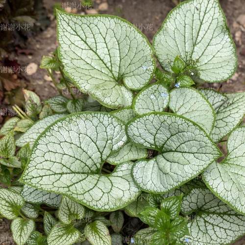 心叶牛舌草多年生宿根耐寒植物