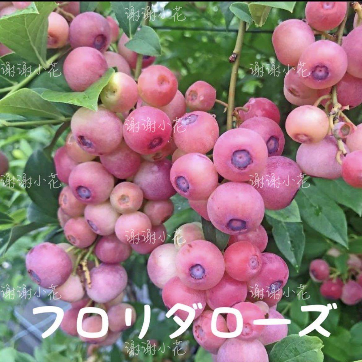 谢谢小花 蓝莓 粉色柠檬水 粉嘟嘟 果树苗多年生可食用盆栽植物,鲜花速递/花卉仿真/绿植园艺,果树,淘宝优惠券,粉丝福利购,淘宝优惠卷