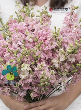 谢谢小花 小花飞燕草 千鸟花 翠雀 多品种 切花耐寒花卉盆栽植物