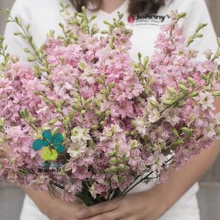 多品种 谢谢小花 翠雀 千鸟花 切花耐寒花卉盆栽植物 小花飞燕草