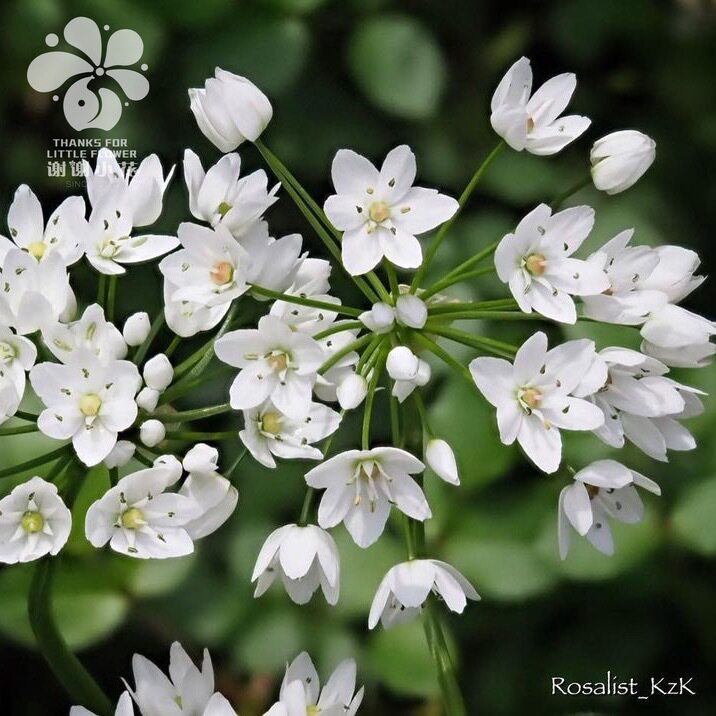 谢谢小花 花葱 康宁 白雪公主 秋植耐寒球根 多年生花卉盆栽植物