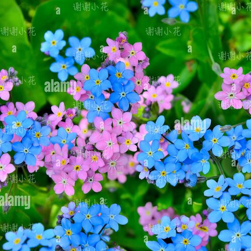 矮生小花勿忘我耐寒阳台好养花卉