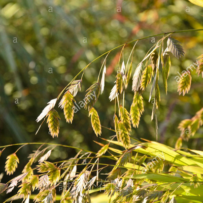 小盼草小判草花园耐寒耐热盆植物