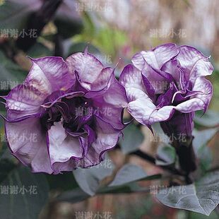 谢谢小花 曼陀罗 黑醋栗漩涡 重瓣 多年生耐热多季丰花盆栽植物