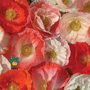 耐寒盆栽植物春季 坠入爱河 开花好养阳台花 雪莉虞美人 谢谢小花