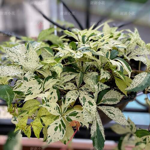 花叶爬山虎多年耐寒攀援藤本植物