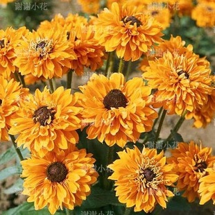 谢谢小花 新品金光菊金发姑娘 多年生花园耐热好养爆花盆栽植物