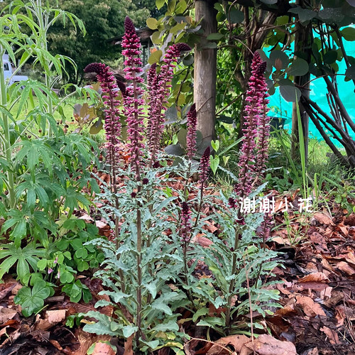珍珠菜博若莱多年生宿根耐寒植物