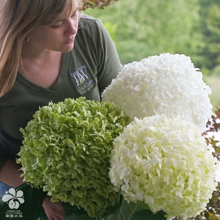 谢谢小花 无-敌贝拉安娜 乔木绣球 庭院灌木花卉植物阳台盆栽耐寒