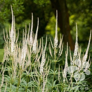 谢谢小花 草本威灵仙多年生耐热耐寒花卉宿根盆栽植物 北美腹水草