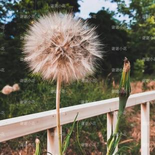 巨大花球可切花耐热耐寒盆栽 黄花婆罗门参 谢谢小花 超级蒲公英
