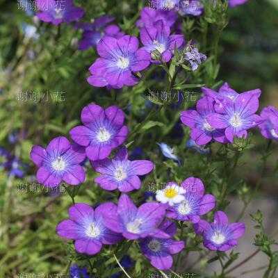 新品矮生风铃草春夏耐寒爆花植物