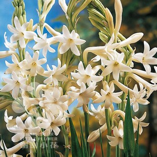 谢谢小花 晚香玉 白花单瓣夜来香多年生浓香宿根球根盆栽花卉植物
